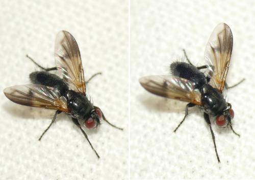 Paykullia maculata